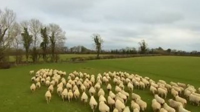 Drone bu kez çoban oldu