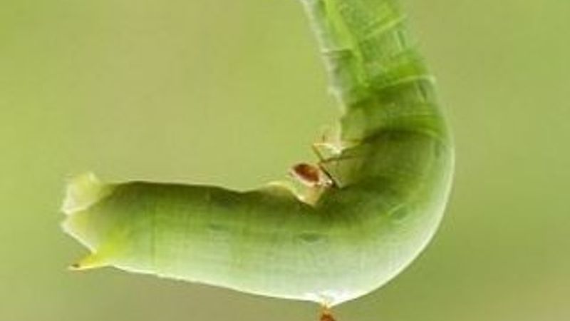 Karınca koca tırtılı sırtında taşıdı