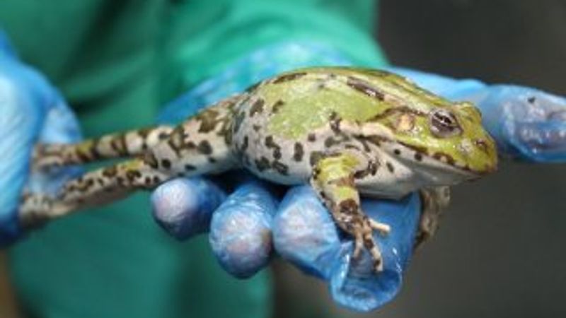 Balıkesirli firma kurbağa ve salyangozu Avrupa'ya satıyor