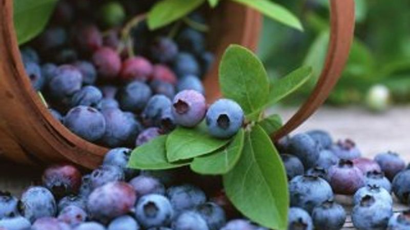 Yabanmersini çayı insülin bağımlılığını azaltıyor