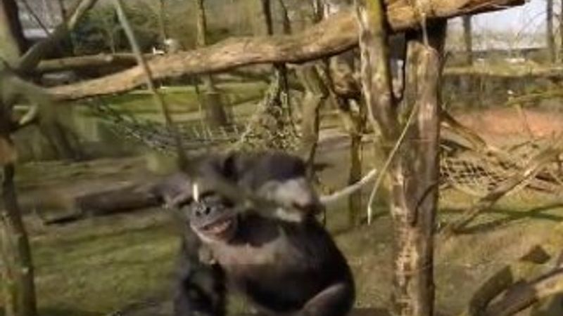 Hollanda'da şempanze drone'u düşürdü İZLE