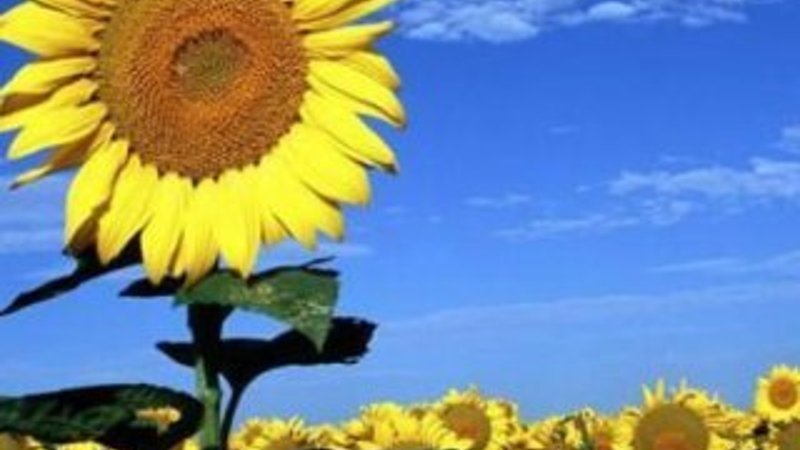 Ayçiçeğine bor dopingi