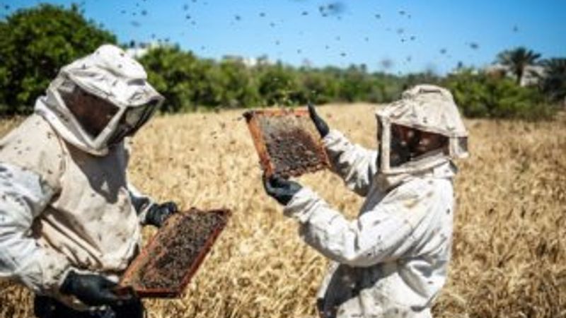 İsrail saldırıları Gazze'deki arıcılığı da vurdu