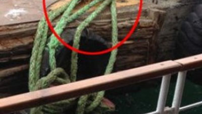Ada vapuru halatının bağlı olduğu koç boynuzu koptu