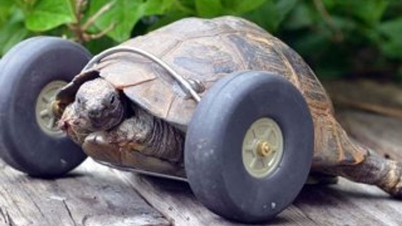 90 yaşındaki kaplumbağaya protez bacak takıldı