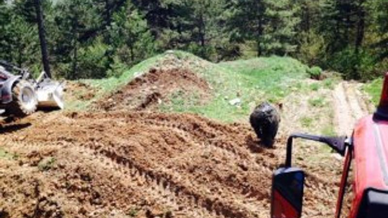 Bolu'da çukura düşen ayı saatler sonra kurtarıldı