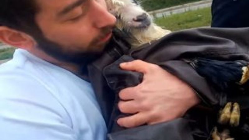 Karadenizli gencin kuzu kurtarma operasyonu