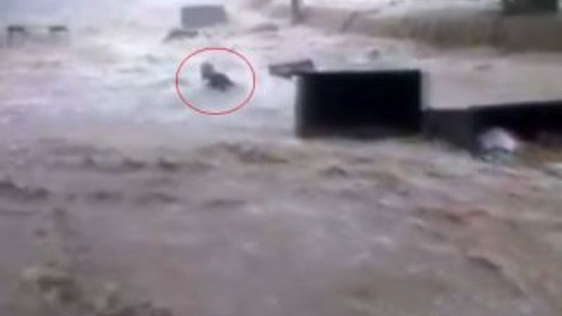 İzmir'de sel sularında ölüm kalım savaşı