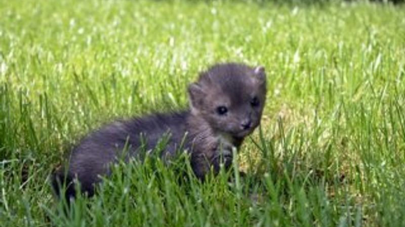 Bursa'da yavru sansar bulundu