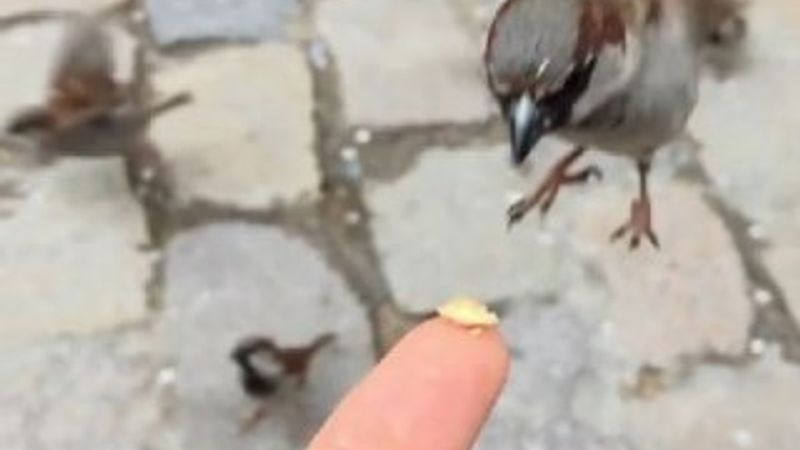 iPhone 6 ile çekilen en iyi 7 video yayınlandı