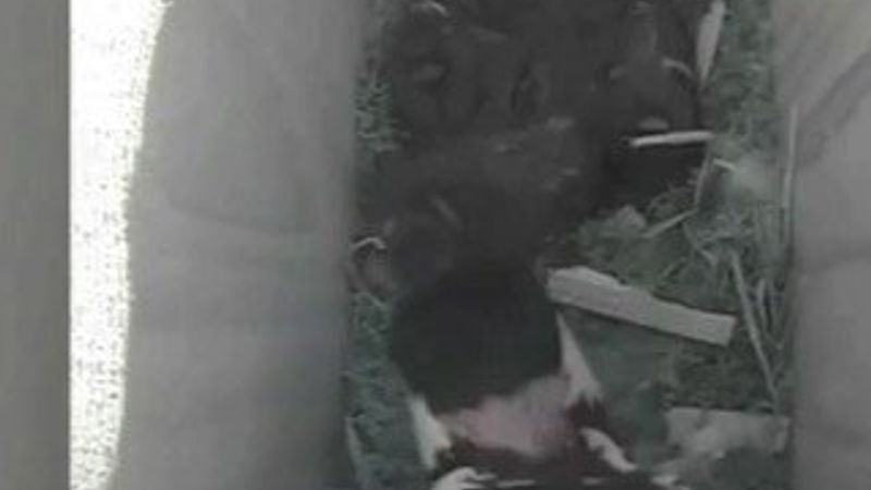 Ağaçkakan bir aileyi yok etti İZLE