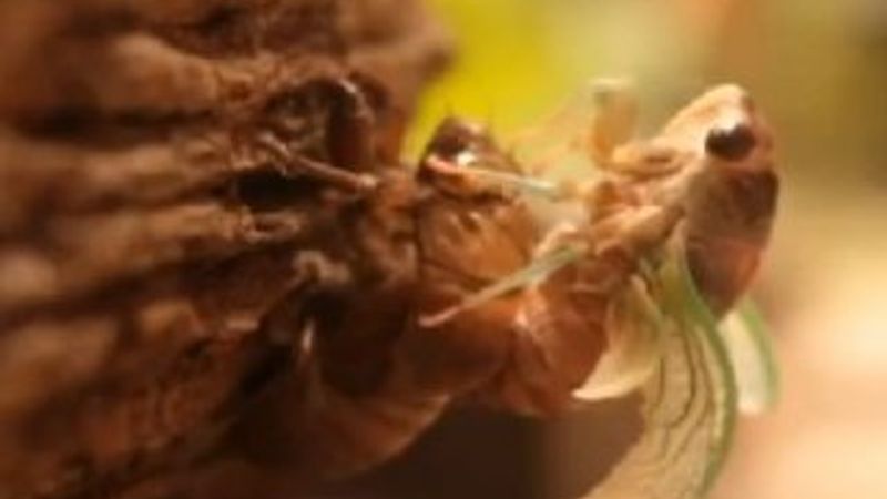 Ağustos böceğinin zaman içerisindeki kabuk değiştirme anı görüntülendi