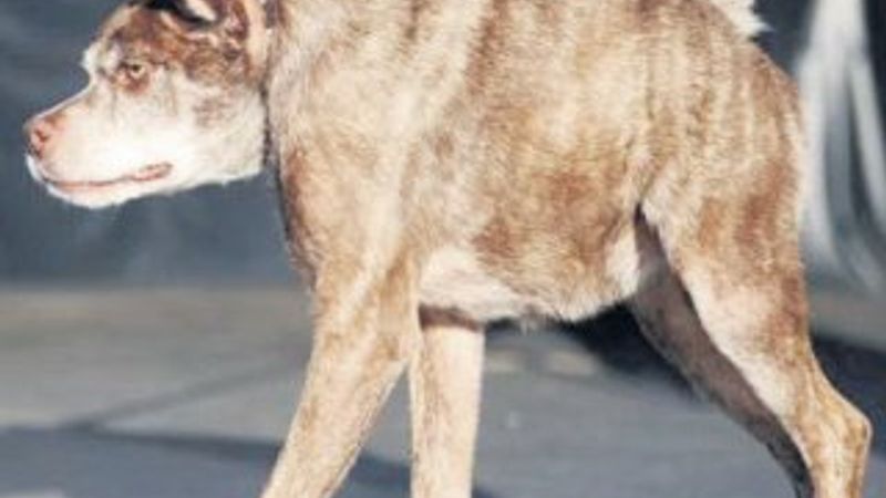 Dünyanın en çirkin köpeği seçildi