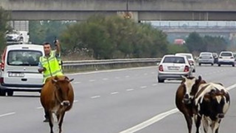 TEM otoyoluna giren inekler trafiği karıştırdı