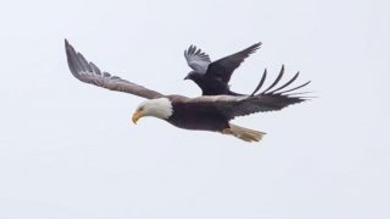 Karga kartalın sırtına çıktı