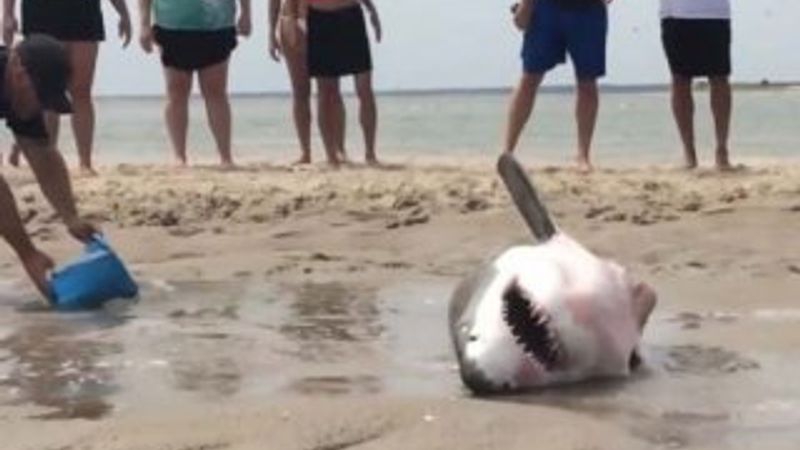 Sahile vuran köpekbalığı büyük uğraşlarla kurtarıldı