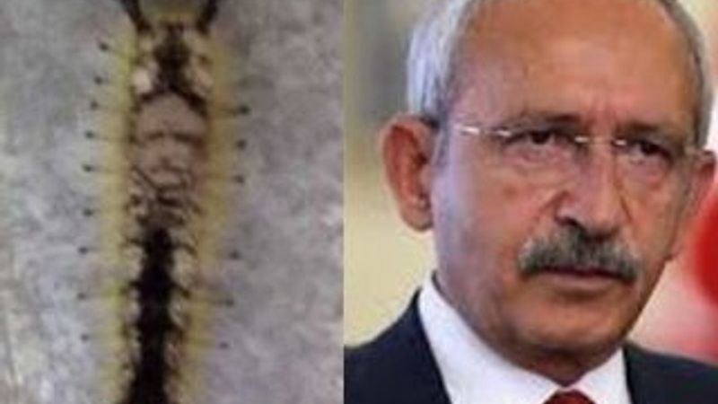 Tırtılın sırtında Kılıçdaroğlu silüeti belirdi