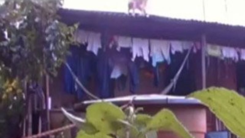 Talihsiz kediye kötü şaka İZLE