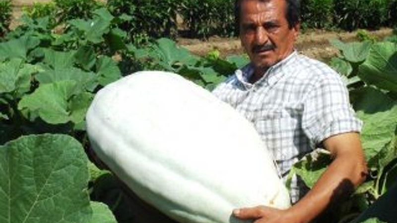 Çiftçi dev acur ve kabak yetiştirdi