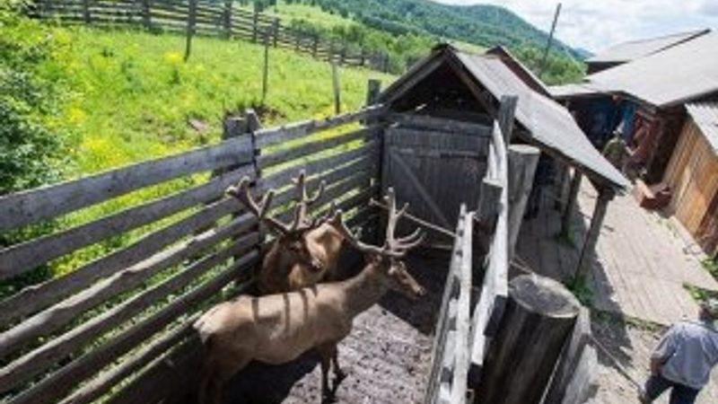 Cinsel gücü artırmak için geyiklere işkence yapılıyor