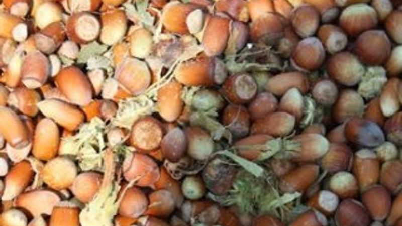 Fındıkta tüm zamanların rekoru kırıldı