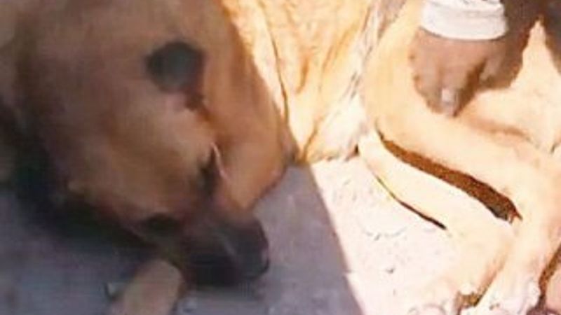 Köpek bebeğe annelik yaptı