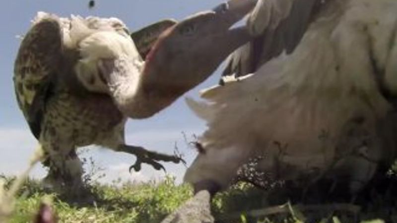 Bir leşin gözünden akbaba saldırısı İZLE