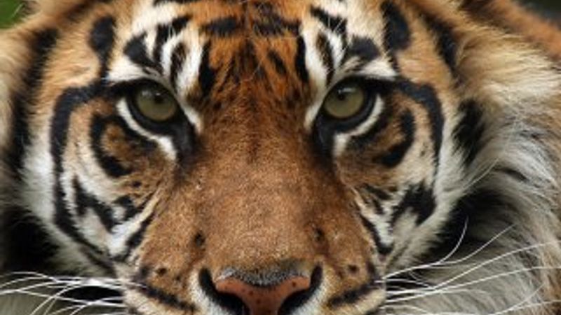 Kaplan bakıcısını öldürdü