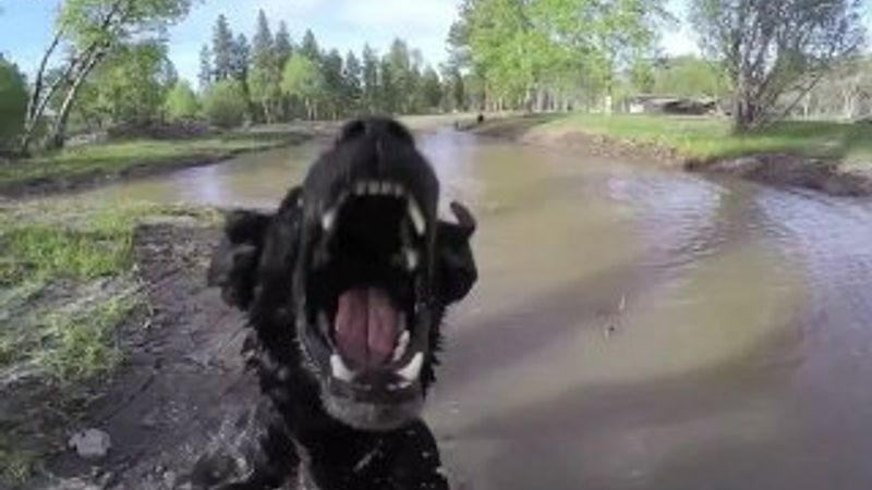 Drone'lara saldıran hayvanlar İZLE