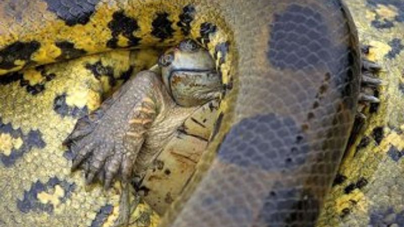 Kaplumbağanın anakondaya karşı verdiği hayat mücadelesi