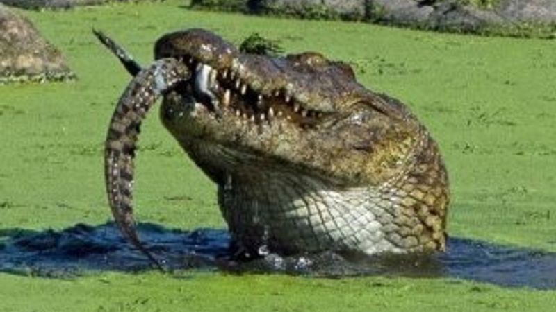 Timsah yavrusunu tek hamlede yedi