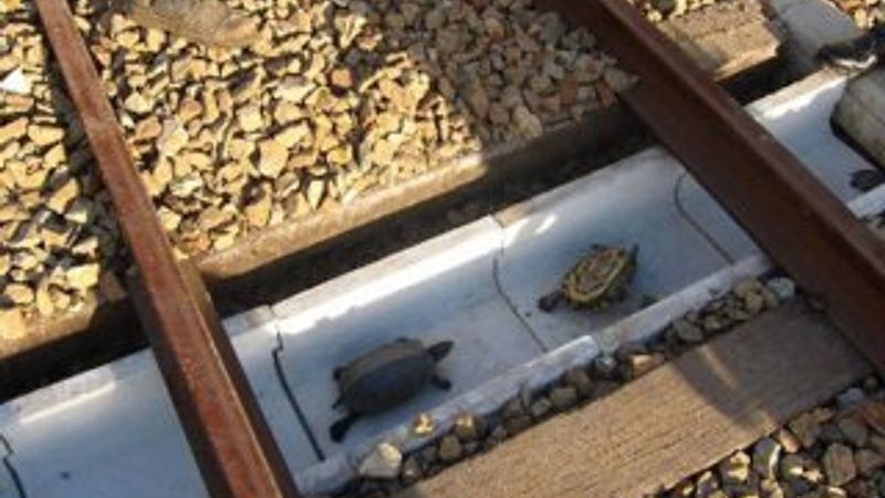 Japonya'da kaplumbağalar için mini tüneller yapıldı