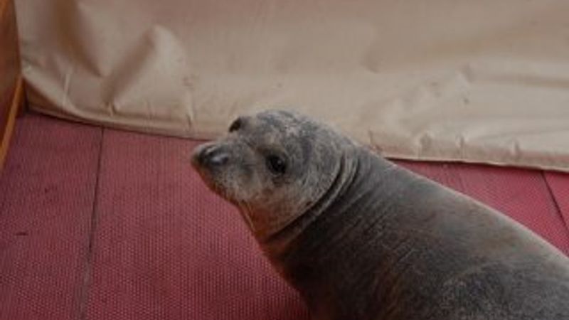 Kuşadası'nda limana bağlı tekneye fok çıktı