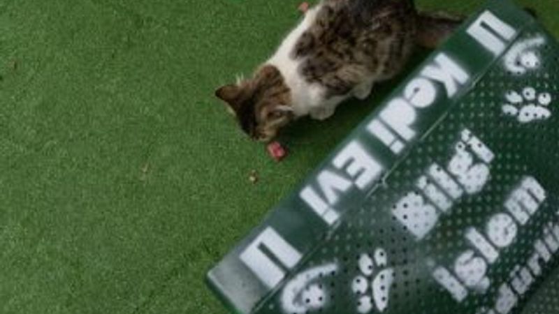 Bilgisayar monitörleri kedi yuvası oldu