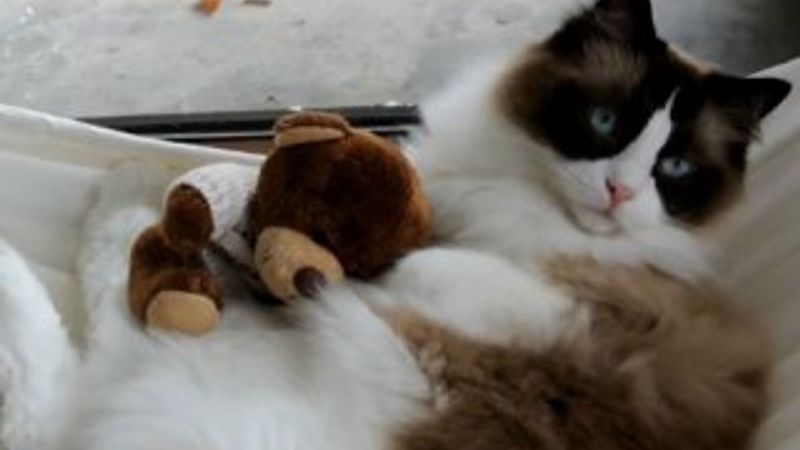 Sevimli kedinin hamak keyfi