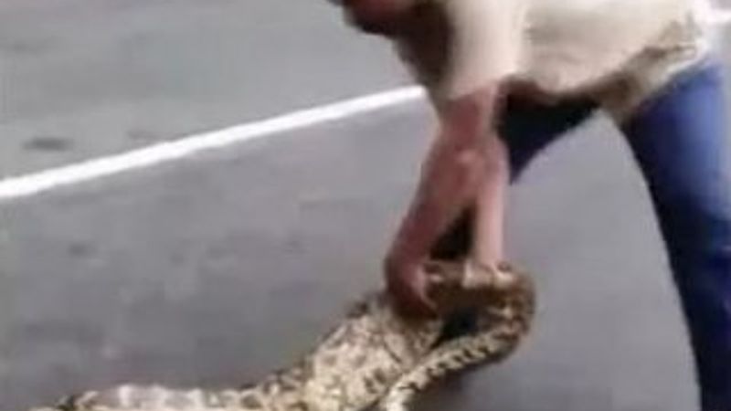 Dev piton iki keçiyi yuttu