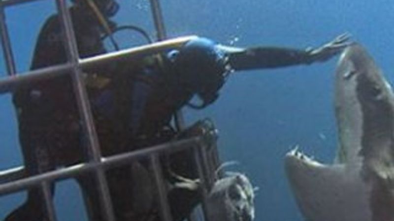 Cesaretli dalgıç köpekbalığının burnunu okşadı