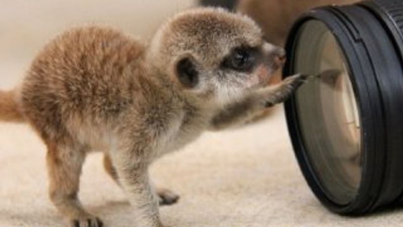 Yavru mirketler dünyayı keşfe çıktı