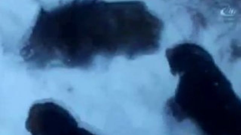 Avcılar domuza köpeklerle işkence yaptı