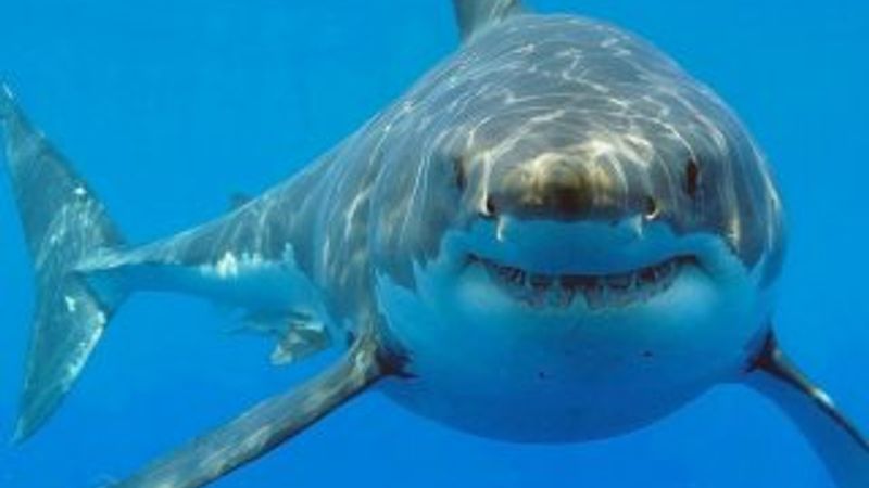 Akvaryum'daki köpekbalığı tek başına üredi