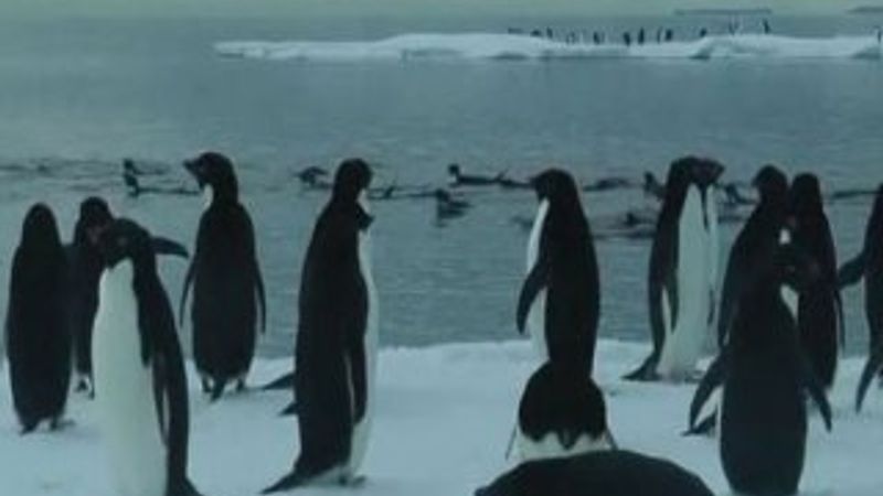 Dev buzdağı penguen kolonisini yok edebilir