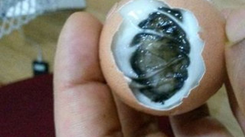 Kaynattığı yumurtadan civciv çıktı