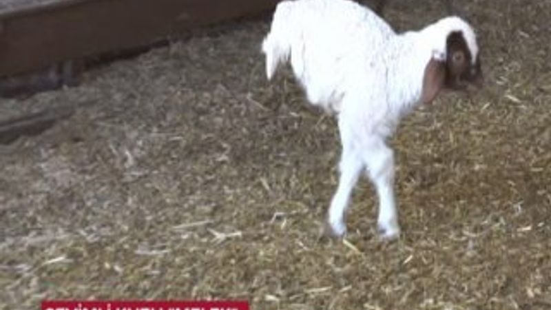 Doğuştan arka ayakları olmayan minik kuzu İZLE
