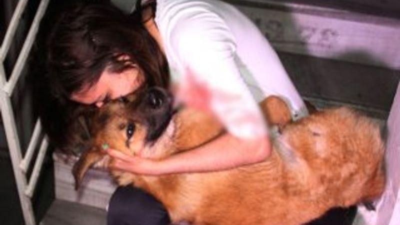 Arabanın çarptığı köpeğe 'Ne olur ölme' diye ağladı