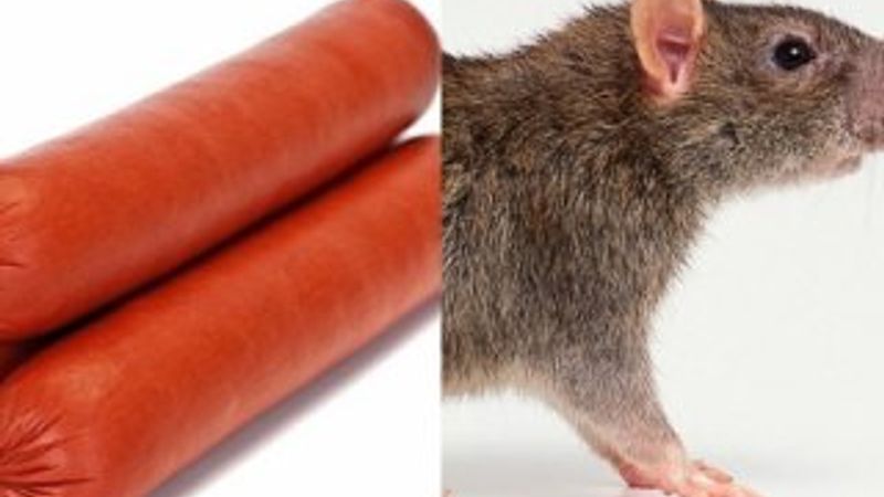 Sosisten fare bacağı çıktı