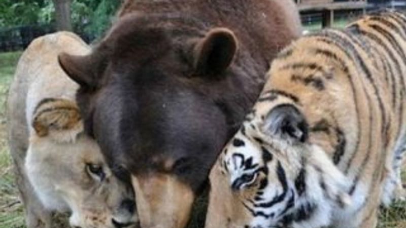 Ayı, aslan ve kaplanın sıradışı dostluğu