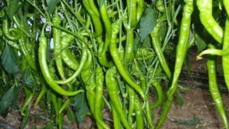 Mart ayının zam şampiyonu: Sivri biber