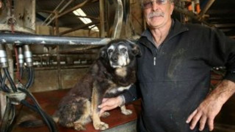 Dünyanın en yaşlı köpeği öldü