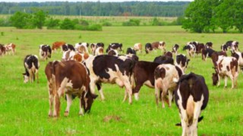 400 bin besilik sığır vergisiz geliyor