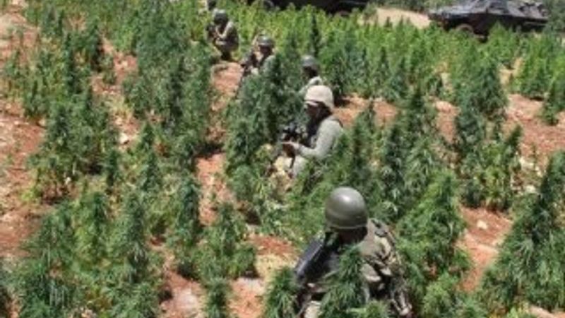 Diyarbakır Lice'de kenevir operasyonu